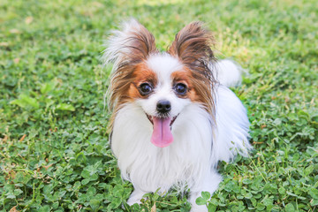 パピヨンと公園