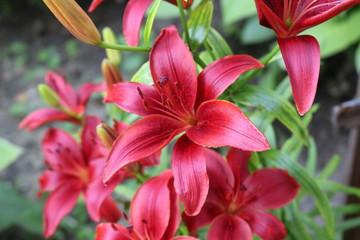 Fototapeta premium Bright red lilies bloom in the garden