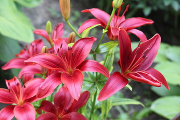 Bright red lilies bloom in the garden
