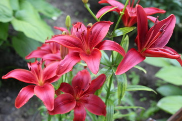 Fototapeta premium Bright red lilies bloom in the garden