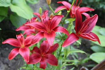 Bright red lilies bloom in the garden