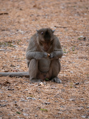 Macaque Monkey at Angkor Wat, Cambodia