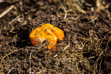 Dry and dirty tomato skin