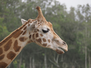 Giraffe Head