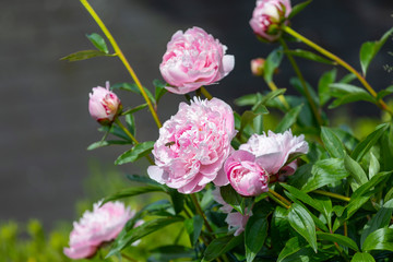 Flowers. Beautiful pink peonies in the garden on a summer day. Blooming pink peony in the sun.