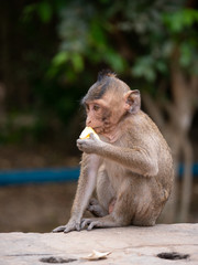 Macaque Monkey at Angkor Wat, Cambodia