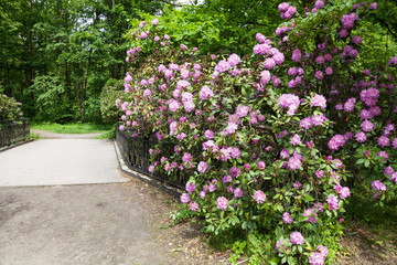 Bushes of pink rhododendron near the bridge, in the park.
