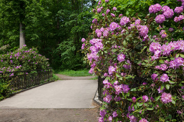 Fototapeta na wymiar Bushes of pink rhododendron near the bridge, in the park.