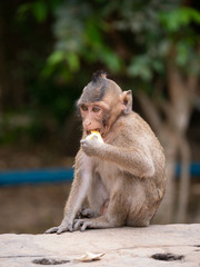 Macaque Monkey at Angkor Wat, Cambodia