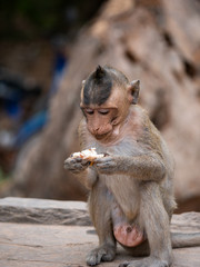 Macaque Monkey at Angkor Wat, Cambodia