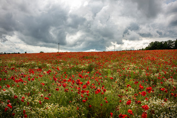 Fototapeta na wymiar Poppy field near Kidderminster England