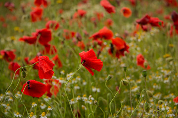 Poppy field near Kidderminster England