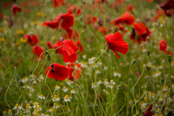 Fototapeta premium Poppy field near Kidderminster England