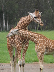 Baby Giraffe with Mother