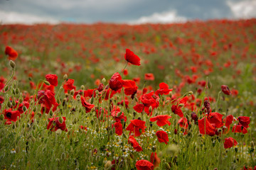 Poppy field near Kidderminster England