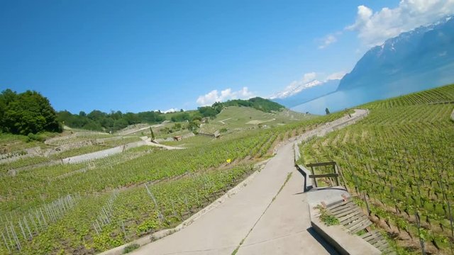 Aerial flight through field road in Lavaux Vineyard. Vaud, Switzerland.
