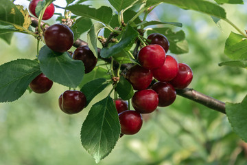 Sour cherry fruits hanging on branch ready for picking