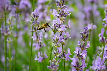 bee on flower