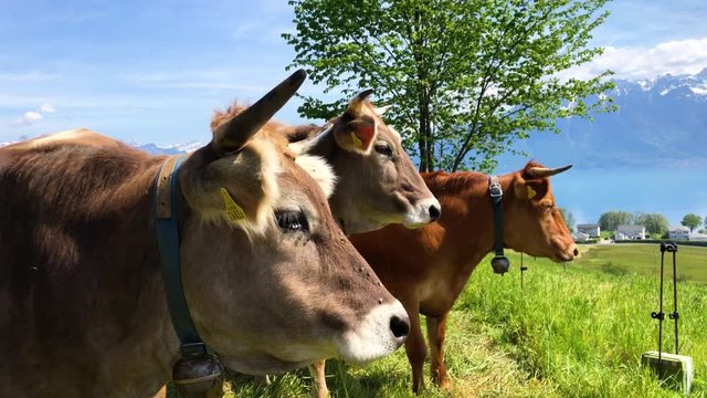 Swiss Brown cows grazing in Swiss farm.