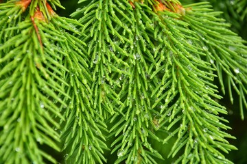 green background with spruce twigs space for your text