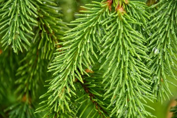 green background with spruce twigs space for your text