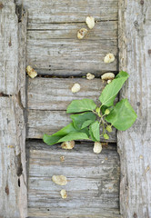 mulberries and green leaves on wooden background