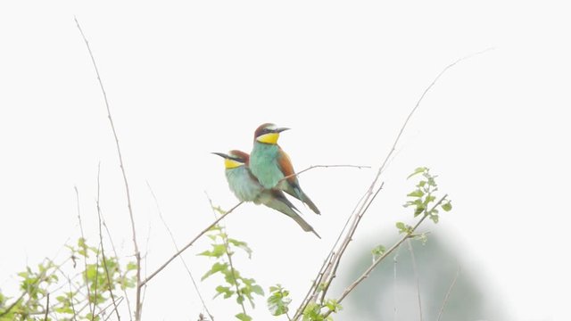 Couple of European bee-eaters Merops apiaster sitting on a branch in a sunny day.