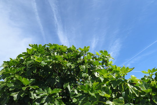 Feuilles de figuier sur ciel bleu