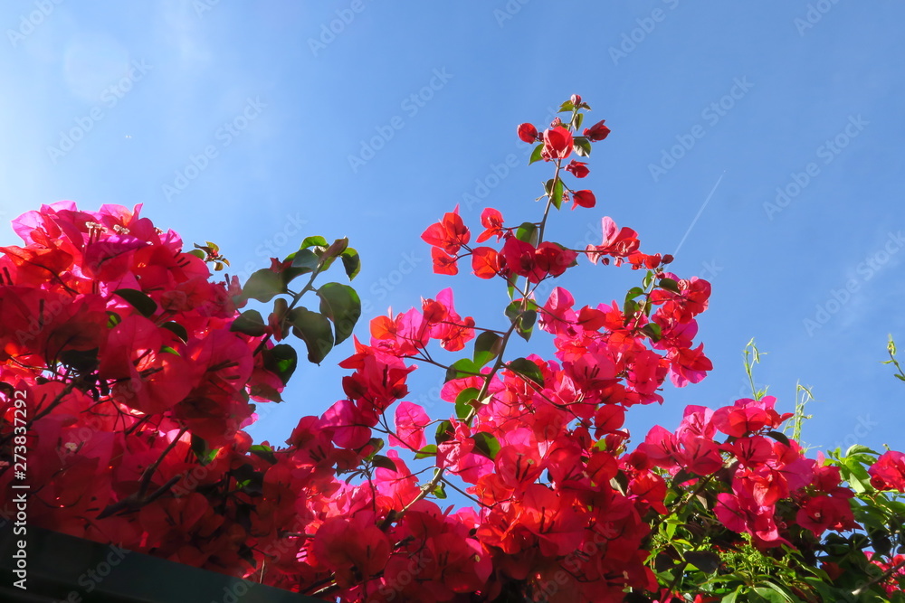 Canvas Prints fleurs roses et ciel bleu