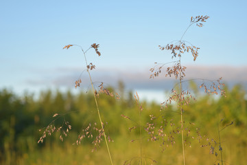 Green sunny grass and vanilla sky background with close-up thin plant, warm summer morning meadow at backside