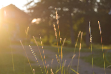 Blurred sunny background with close-up grass in warm summer evening lawn or meadow and house at backside at finnish farm