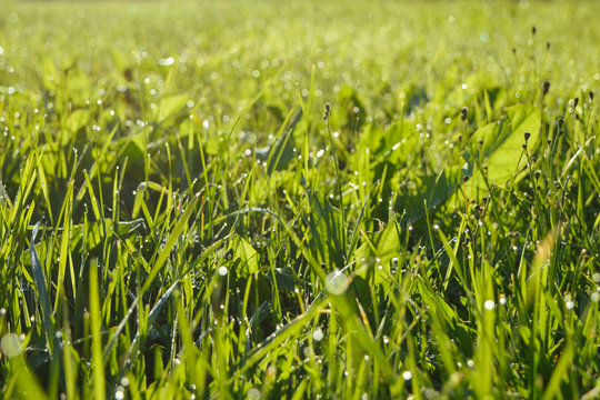 Bright green background by the fresh grass with dew drops, pictured in the morning at finnish meadow
