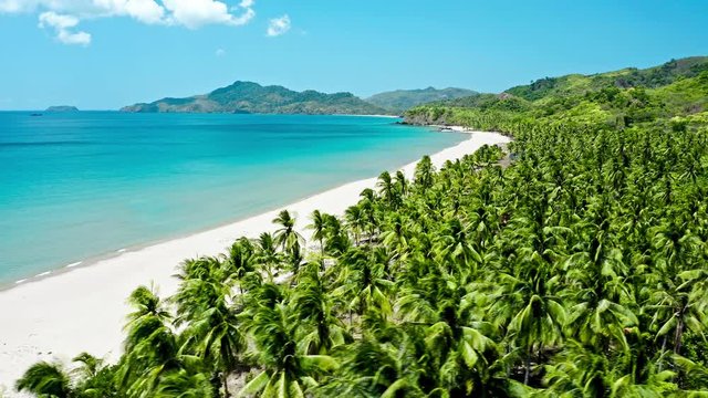 Aerial view of tropical beach with palm trees in Philippines