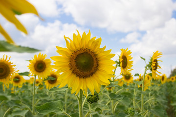 Obraz premium A field of sunflowers on a sunny day. Close-up. Harvest concept