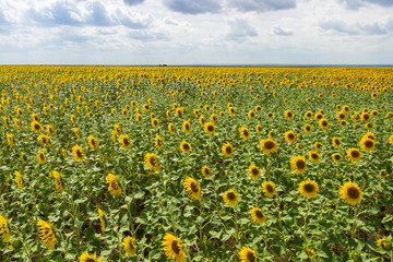 Obraz premium A field of sunflowers against the blue sky. Concept harvest