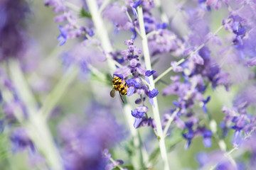 Detalle de una abeja tomando néctar de las flores de la planta morada o violeta lavanda.