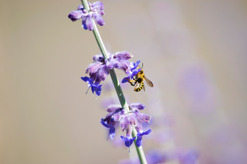 Detalle de una abeja tomando néctar de las flores de la planta morada o violeta lavanda.