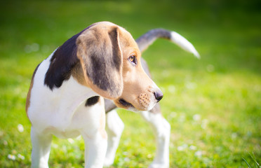 beagle puppy dog portrait