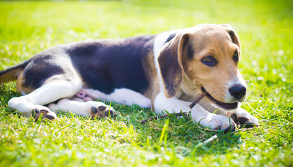 beagle dog on the grass eating wood stick