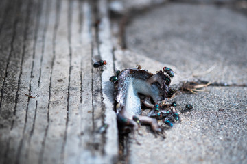 Close up of Flies eating lizard carcass on ground
