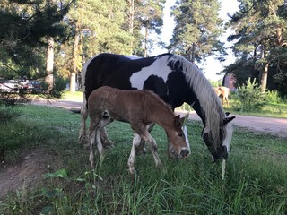 cows on pasture