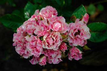 pink roses in the garden