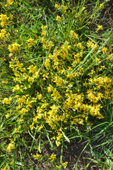 field of yellow flowers