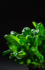 Fresh green basil leaves on dark black background