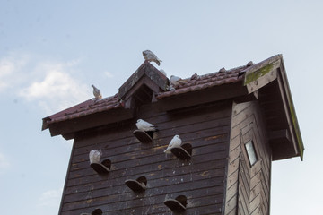  DPigeons in dovecote in the summer, nesting, wildlife and life on the farm.ovecote with pigeons