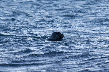 seal in water island wild animal