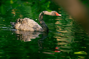 Beautiful black swan.