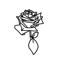 Beautiful black and white rose. Sketch style monochrome flowers illustration. Blossom texture.