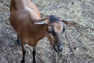 Naklejka na ściany i meble Portraits of very cute funny brown goats on a farm in summer