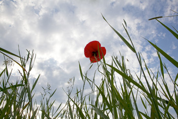 der mohn ist aufgegangen